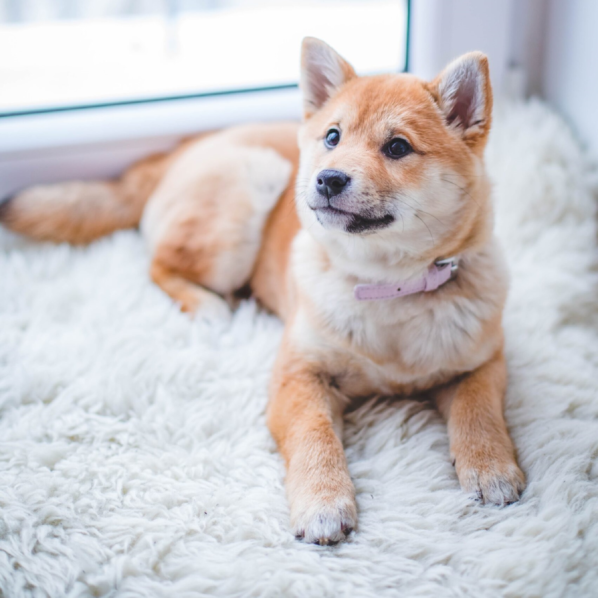 for pets for animals