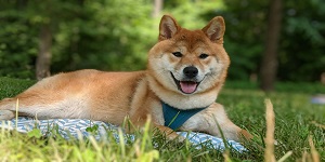 pet animal veterinary health pals